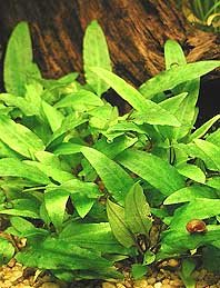 wendtii Green (pot)