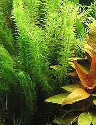 Egeria densa pot