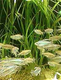 Echinodorus angustifolius pot