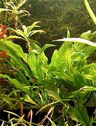 Echinodorus amazonicus pot