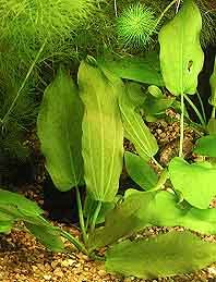 Echinodorus aschersonianus pot