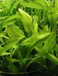 Echinodorus austroamericanus pot