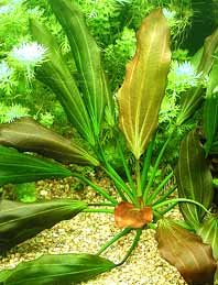 Echinodorus Beauty Red pot