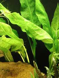 Echinodorus bleherae pot