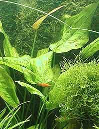 Echinodorus fluitans pot