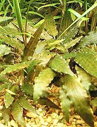 wendtii Tropica (pot)