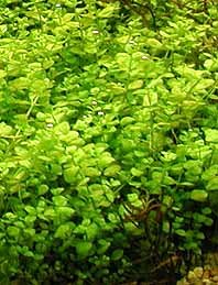 umbrosum (pot)