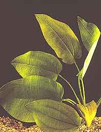 macrophyllus (pot)