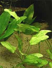 Echinodorus Marble Queen pot