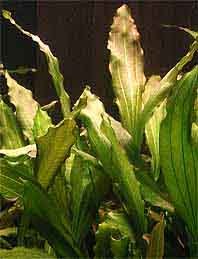 ovalis (pot)