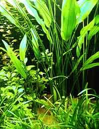 paniculatus (pot)