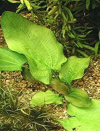 Rubromaculatus (pot)