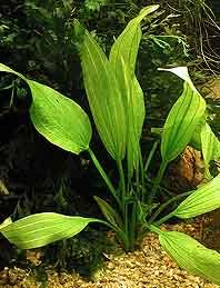 subalatus (pot)