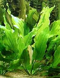 Tricolor (pot)