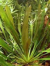 uruguyanensis (pot)