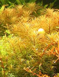 stellata (pot)