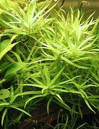 zosterifolia (pot)