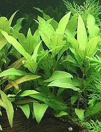 guyanensis (pot)