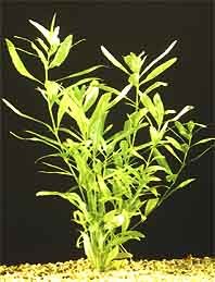 Hygrophila polysperma pot