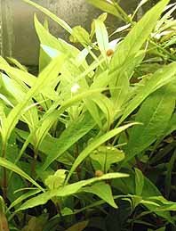 siamensis (pot)