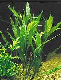 Hygrophila angustifolia pot