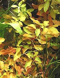 ovalifolia (pot)