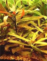 peruensis (pot)