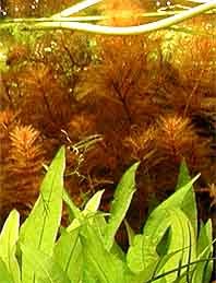 Myriophyllum mattogrosense pot