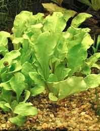 valerandii (pot)
