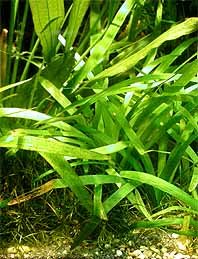 platyphylla (pot)