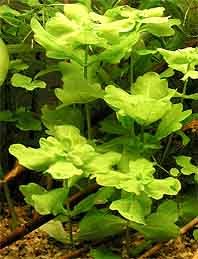 rivularis (pot)