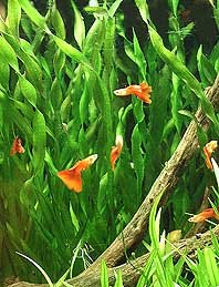Vallisneria Corksrew pot