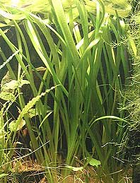 neotropicalis (pot)