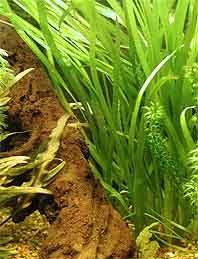 Vallisneria spiralis pot