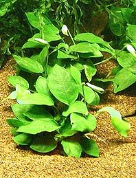 Anubias barteri nana pot
