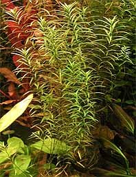 Ludwigia arcuata pot