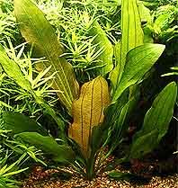 Serbus (pot)