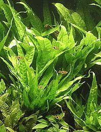 pteropus (pot)