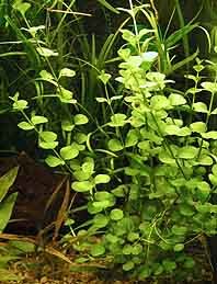 nummularia (pot)
