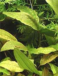 Cryptocoryne blassii pot