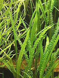 Cryptocoryne balansae pot