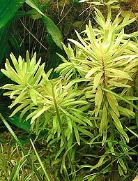 pedicellata (pot)