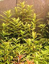Nesaea crassicaulis pot