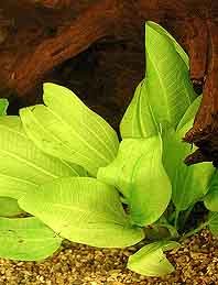 grandiflorus (pot)