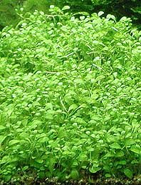 Glossostigma elatinoides pot
