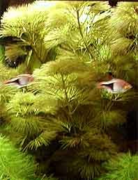 piauhyensis (pot)