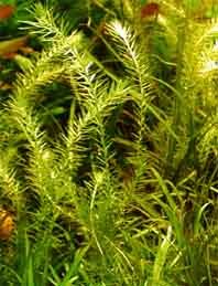 Mayaca fluviatilis pot
