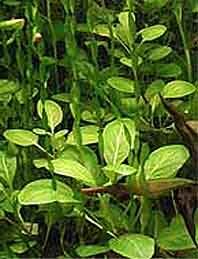 cardinalis (pot)