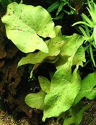 Zenkeri Green (pot)