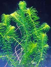 najas (pot)